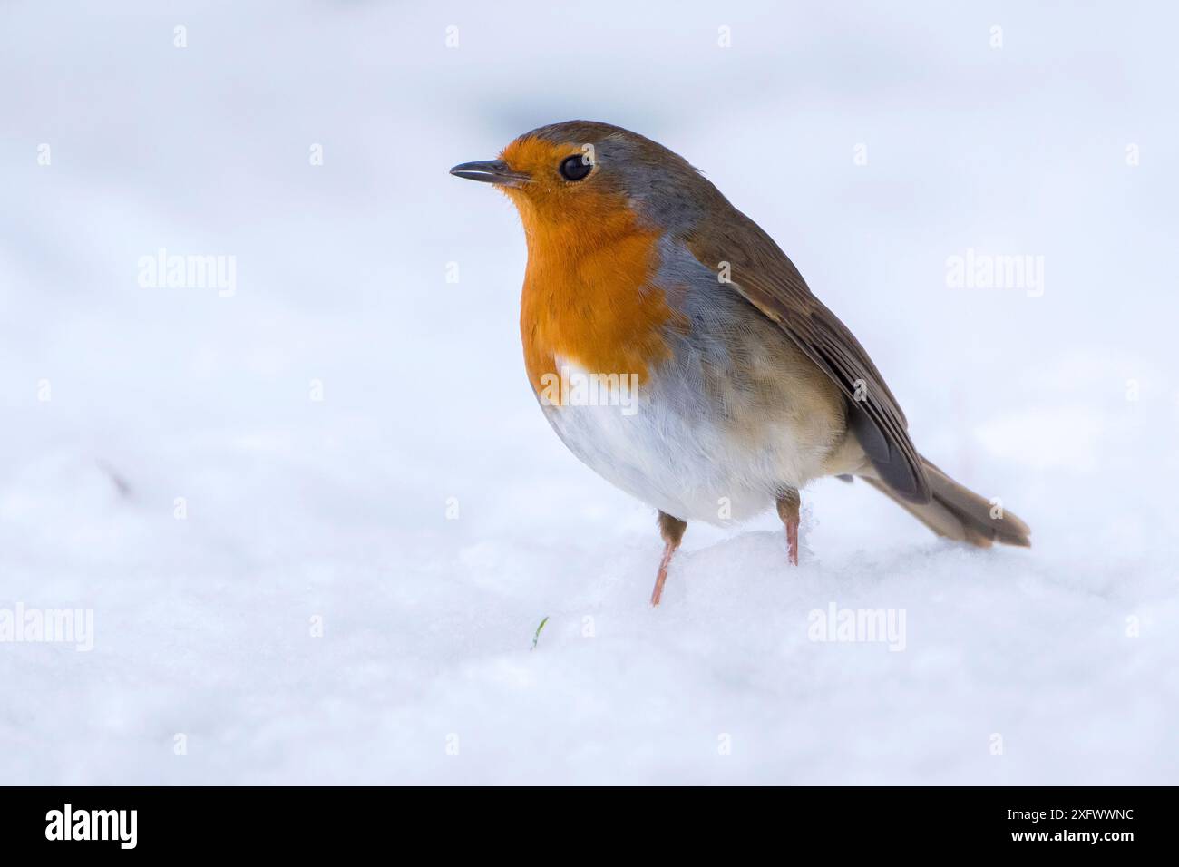 Robin (erithacus rubecula) nella neve, Broxwater, Cornovaglia, Regno Unito. Marzo. Foto Stock
