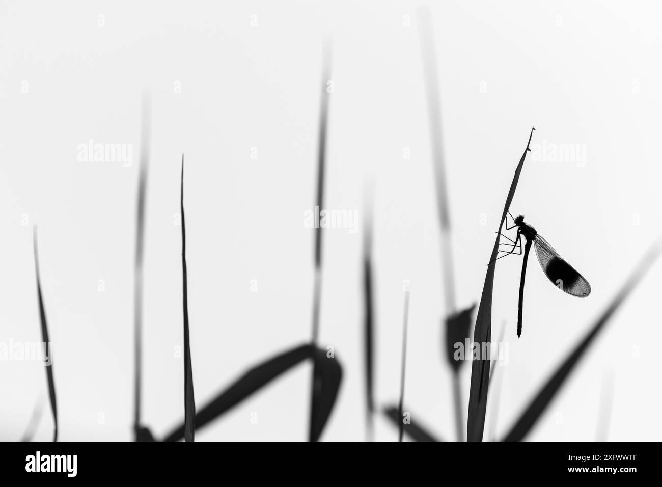 Demoiselle a bande maschili (Calopteryx Splendens), che si aggirano tra canne, sagomate, laghi Tamar inferiori, Cornovaglia, REGNO UNITO. Maggio. Foto Stock