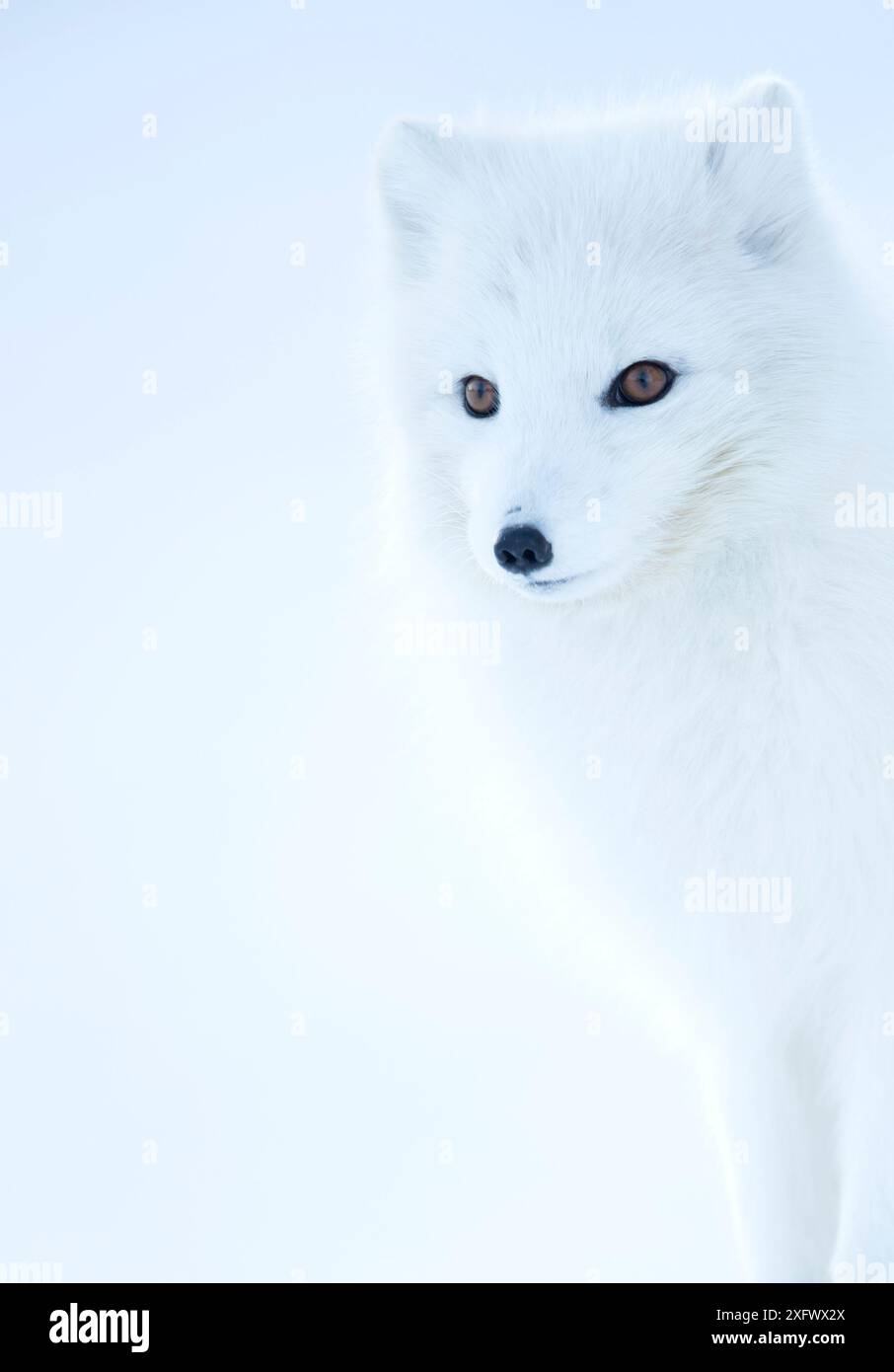 Arctic Fox (Alopex lagopus), in cappotto invernale ritratto, Svalbard, Norvegia, Aprile. Foto Stock