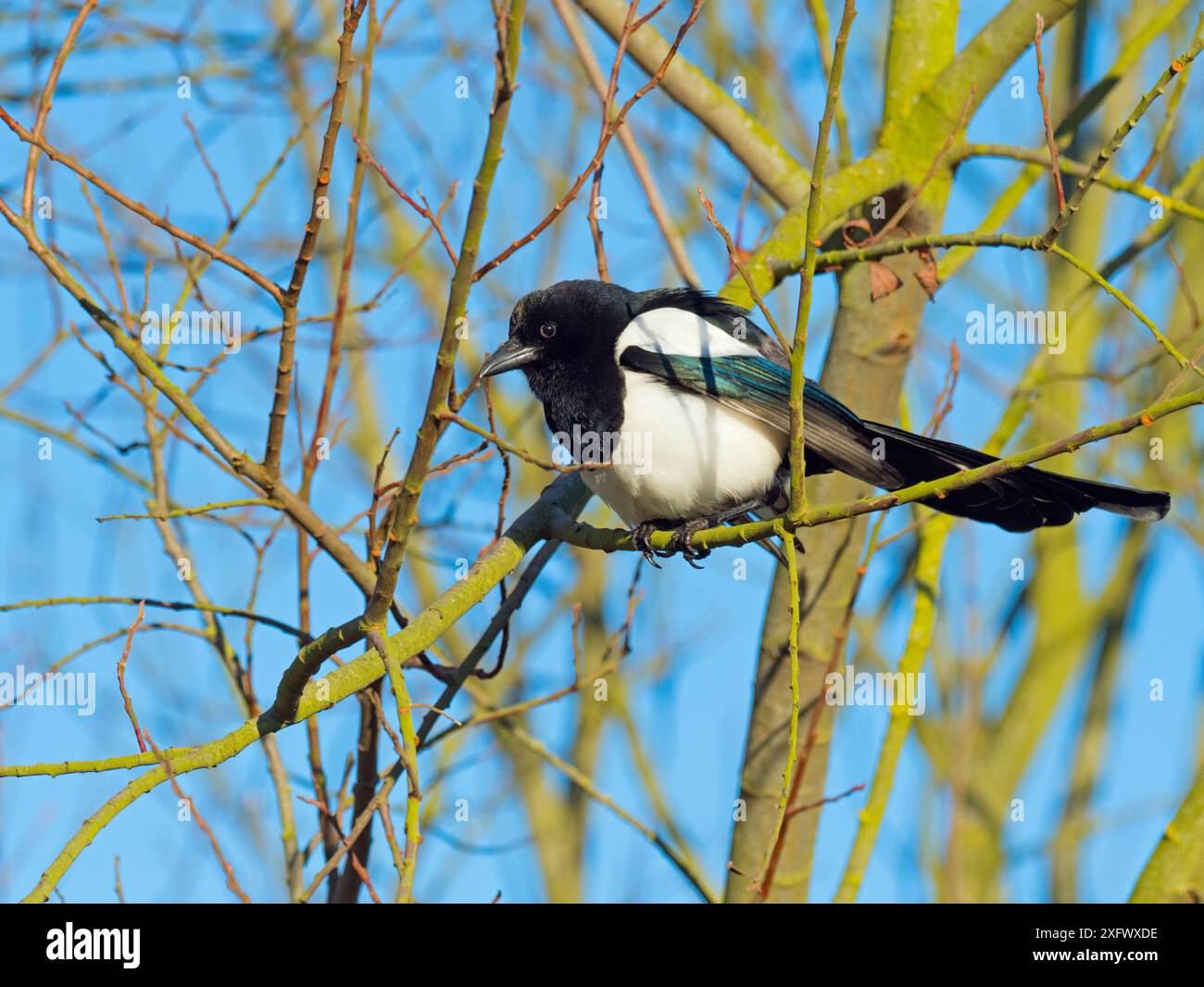 Magpie (Pica pica) arroccato in Hedgerow, Titchwell, Norfolk, Inghilterra, Regno Unito, febbraio. Foto Stock