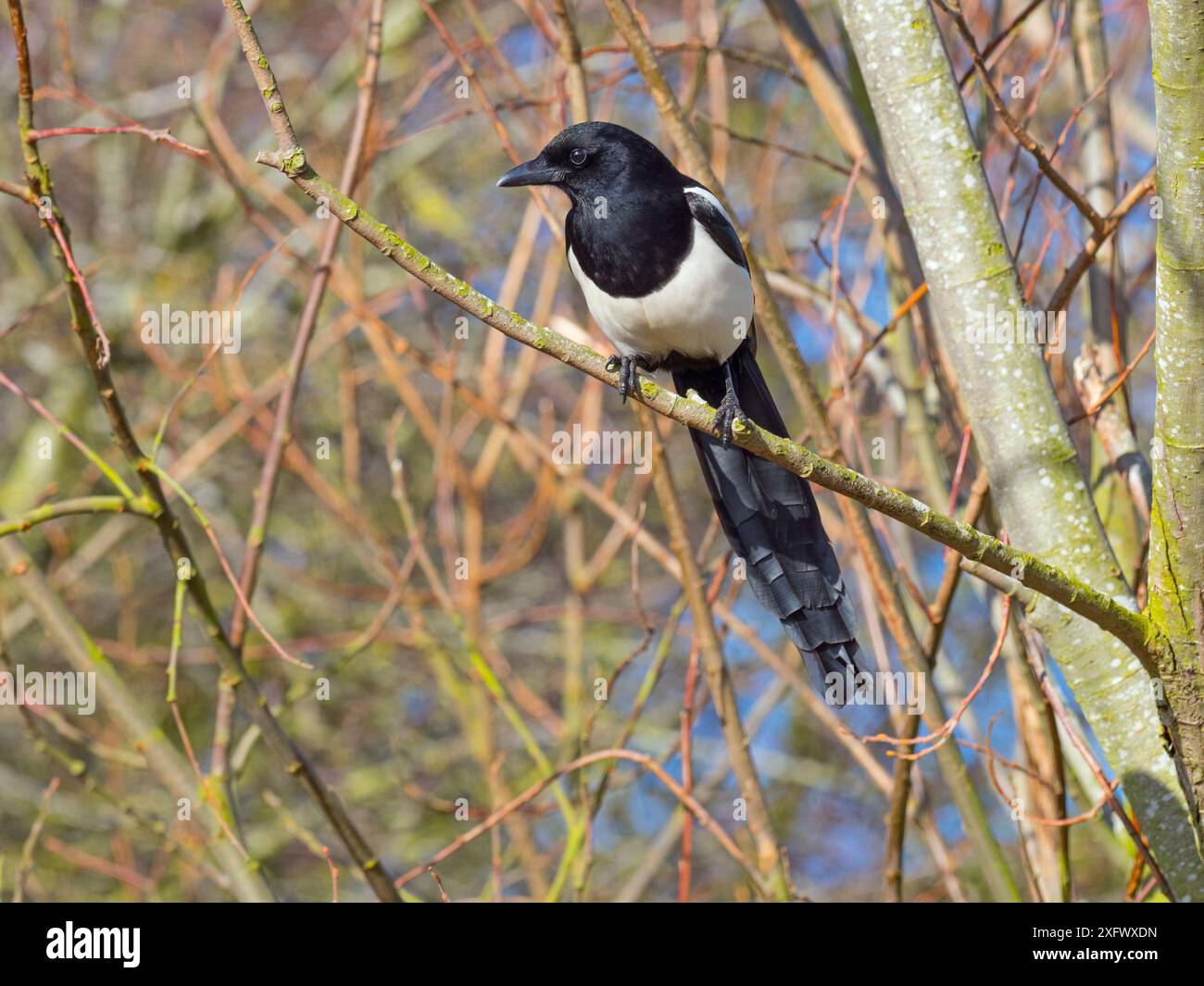 Magpie (Pica pica) arroccato in Hedgerow, Titchwell, Norfolk, Inghilterra, Regno Unito, febbraio. Foto Stock