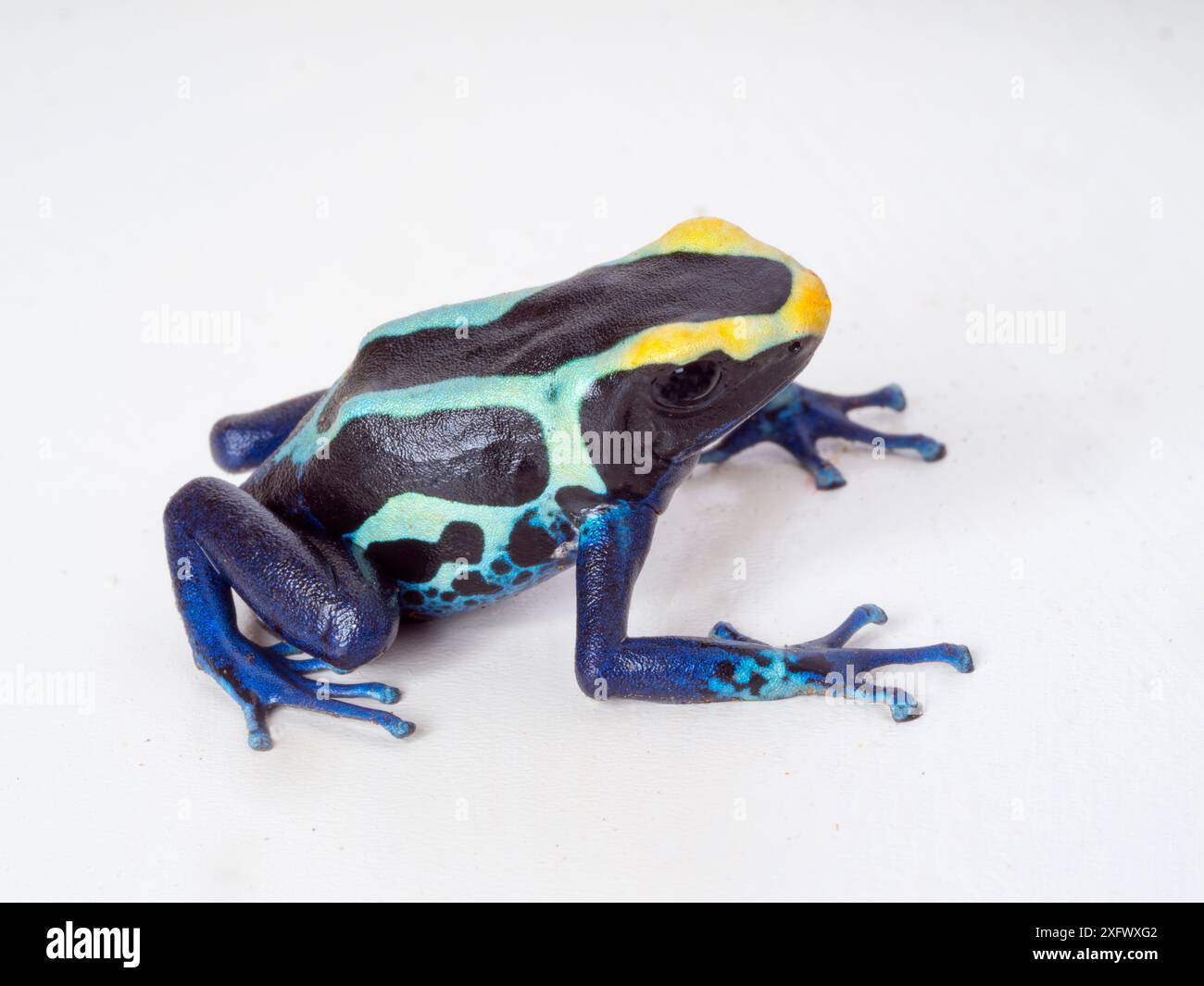 Rana velenosa o rana veleno (Dendrobates tinctorius) prigioniera. Foto Stock