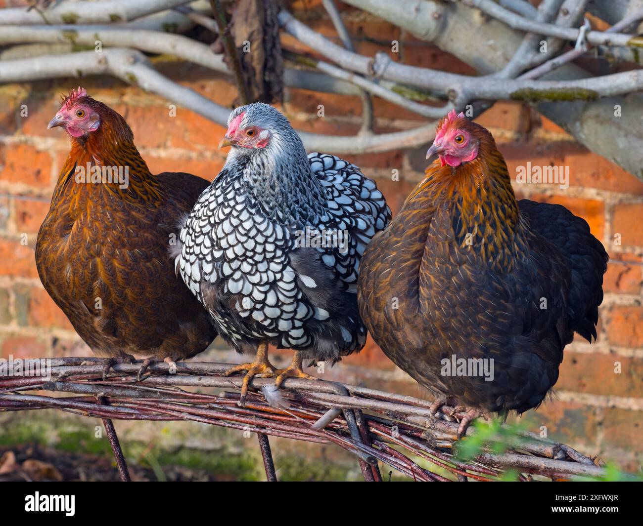 Gallina domestica Wyandotte con lacci d'argento, campo libero in giardino con galline marroni ibride Foto Stock
