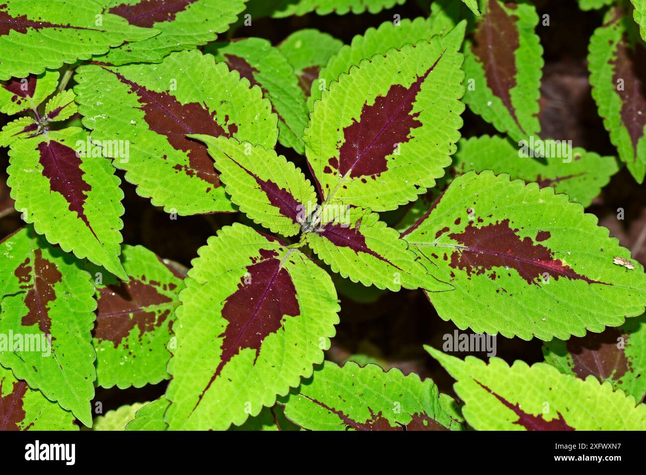 Sprite di calce Coleus kong sul giardino tropoico Foto Stock