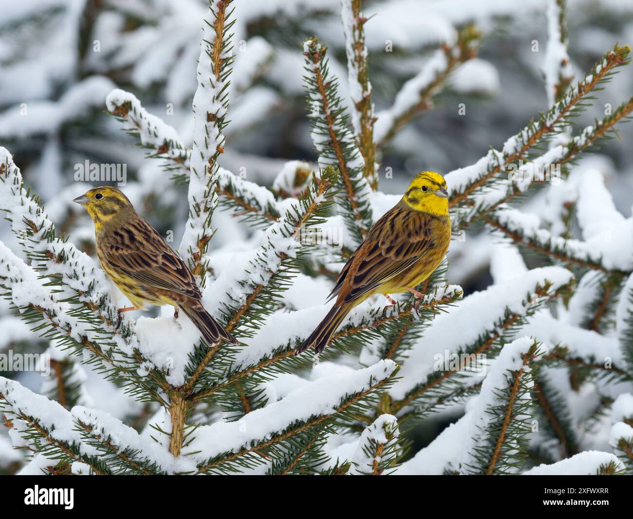 Yellowhammer (Emberiza citrinella) arroccato in conifere innevate, Norfolk, Inghilterra, Regno Unito. Febbraio. Foto Stock