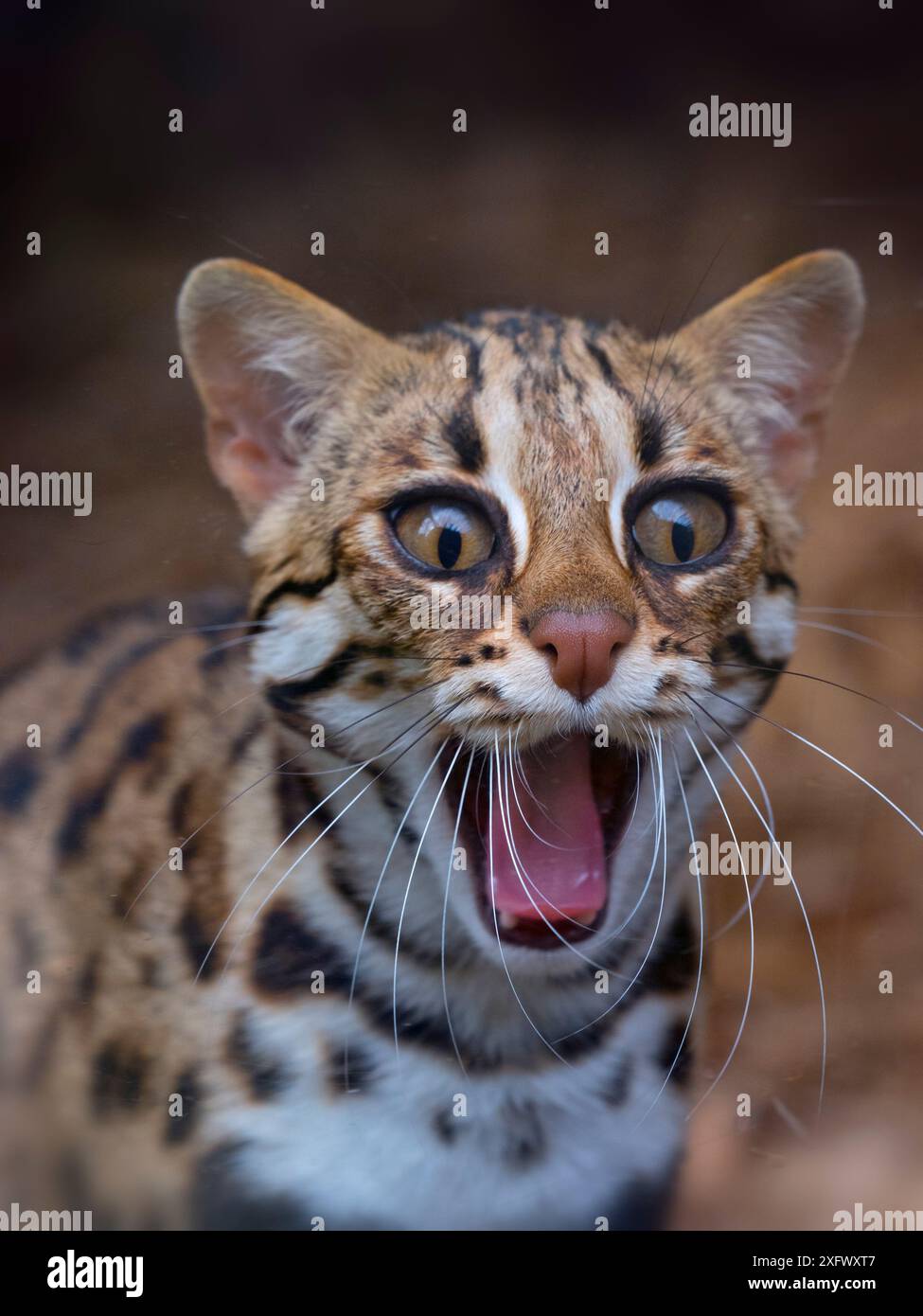 Il gatto leopardo asiatico (Prionailurus bengalensis) con espressione sorpresa, prigioniero, si trova nel sud-est asiatico. Foto Stock