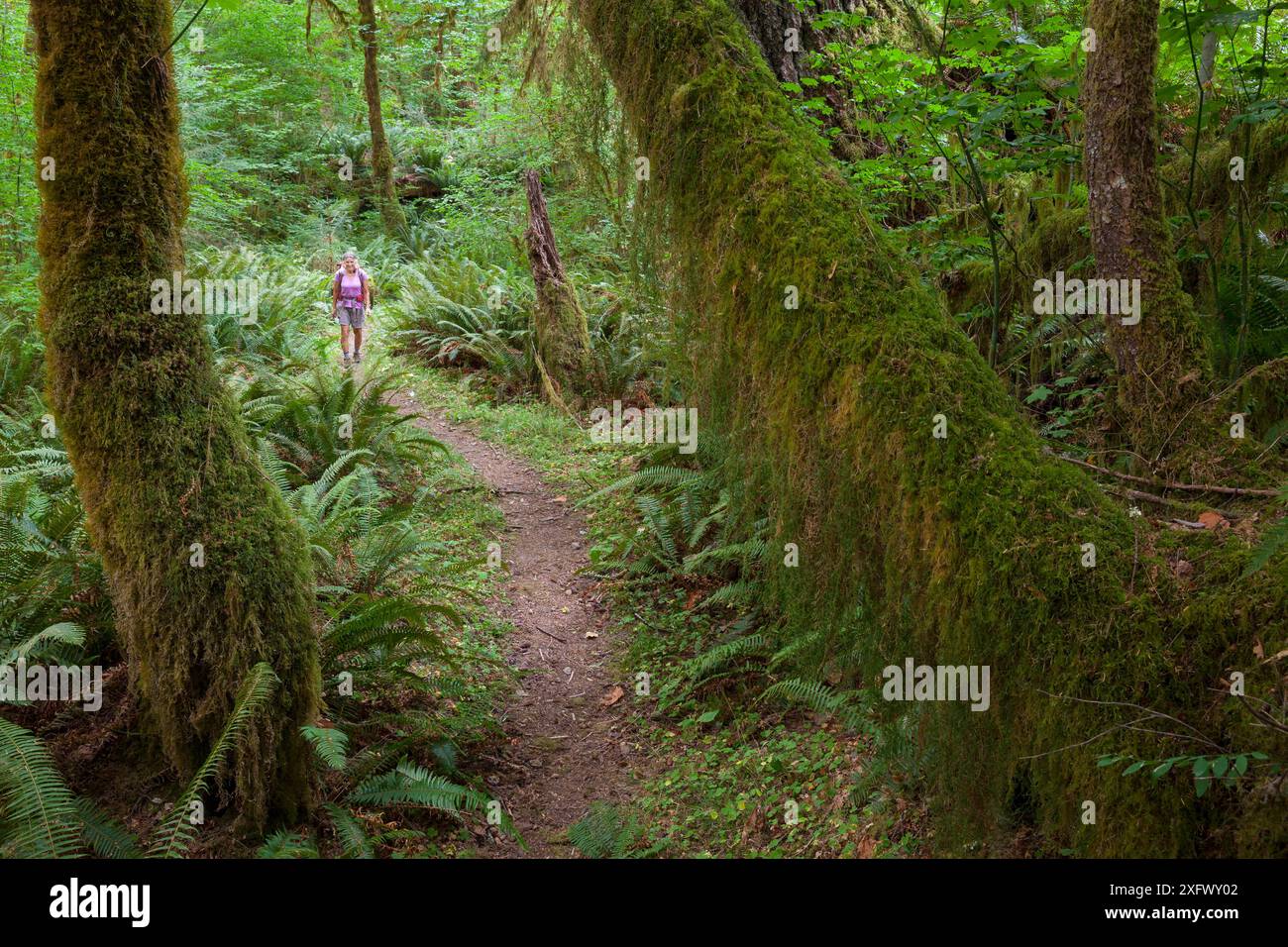 Donna che fa un'escursione sul Queets River Trail nell'Olympic National Park. Washington, Stati Uniti. Settembre. Modello rilasciato. Foto Stock