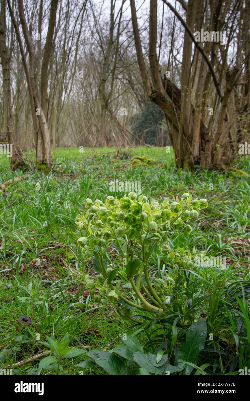 Alveoli puzzolenti (Helleborus foetidus) in boschi di noccioli. Surrey, Inghilterra, Regno Unito. Aprile. Foto Stock