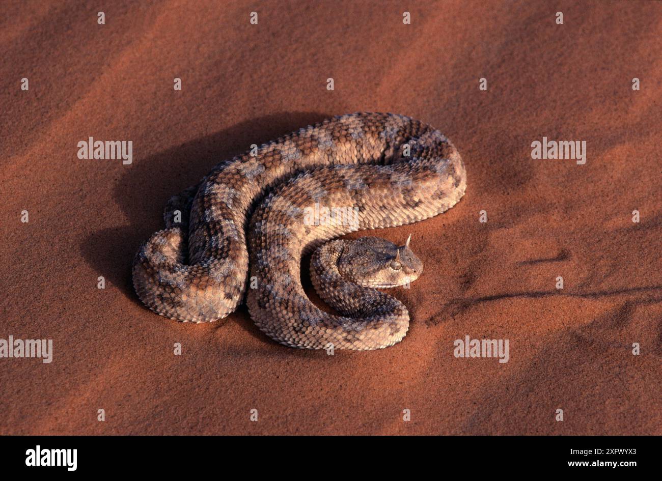 vipera corna (Cerastes cerastes) tenere, deserto del Sahara, Niger. Foto Stock