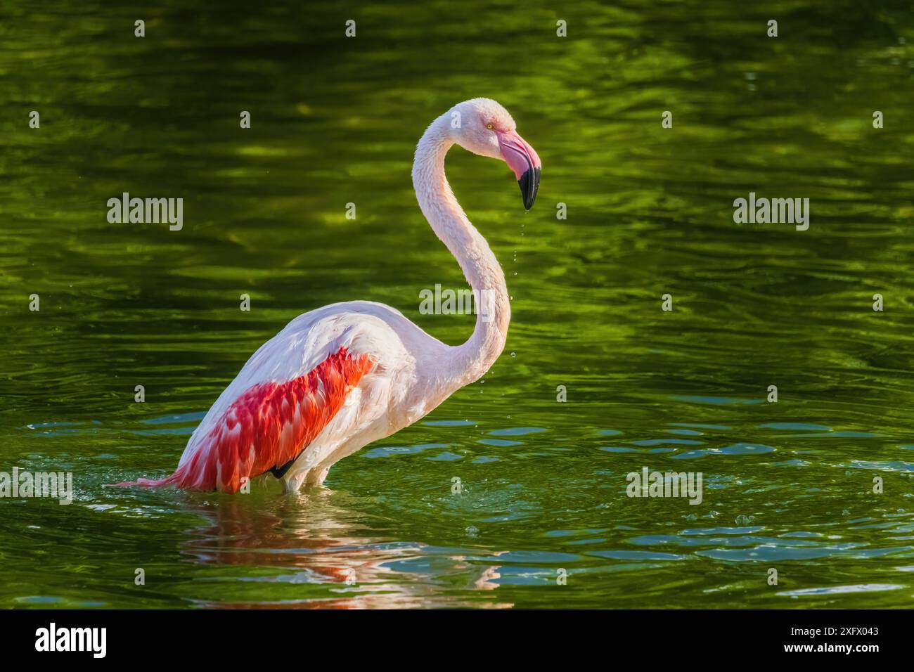 Un fenicottero si trova in un corpo d'acqua in un piccolo stagno Foto Stock