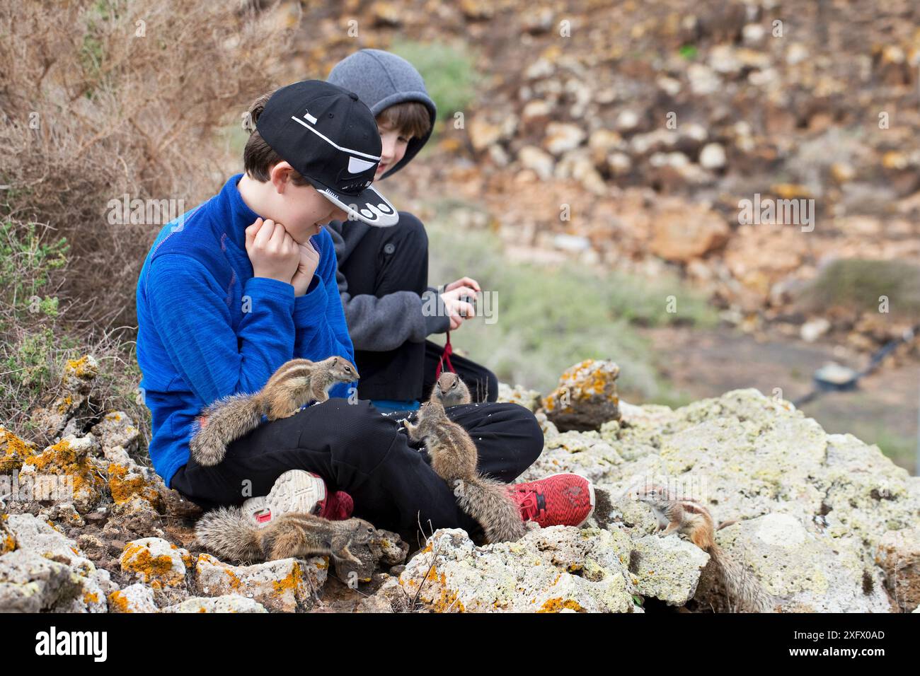 Ragazzi che nutrono gli scoiattoli di terra barbari (Atlantoxerus getulus). Fuerteventura, Isole Canarie, Spagna. Febbraio 2018. Foto Stock