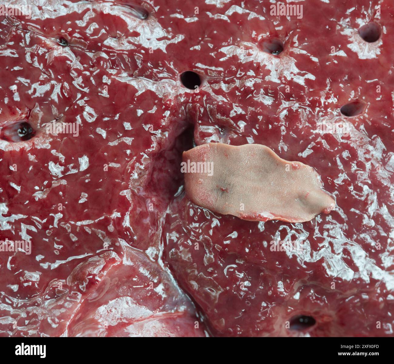 Fegato di cinghiale (Sus scrofa) con trematode epatico comune (Fasciola hepatica). Questa foto è stata scattata durante uno studio sull'ecologia di Healthy Tour du Valat, Camargue, Francia. Foto Stock