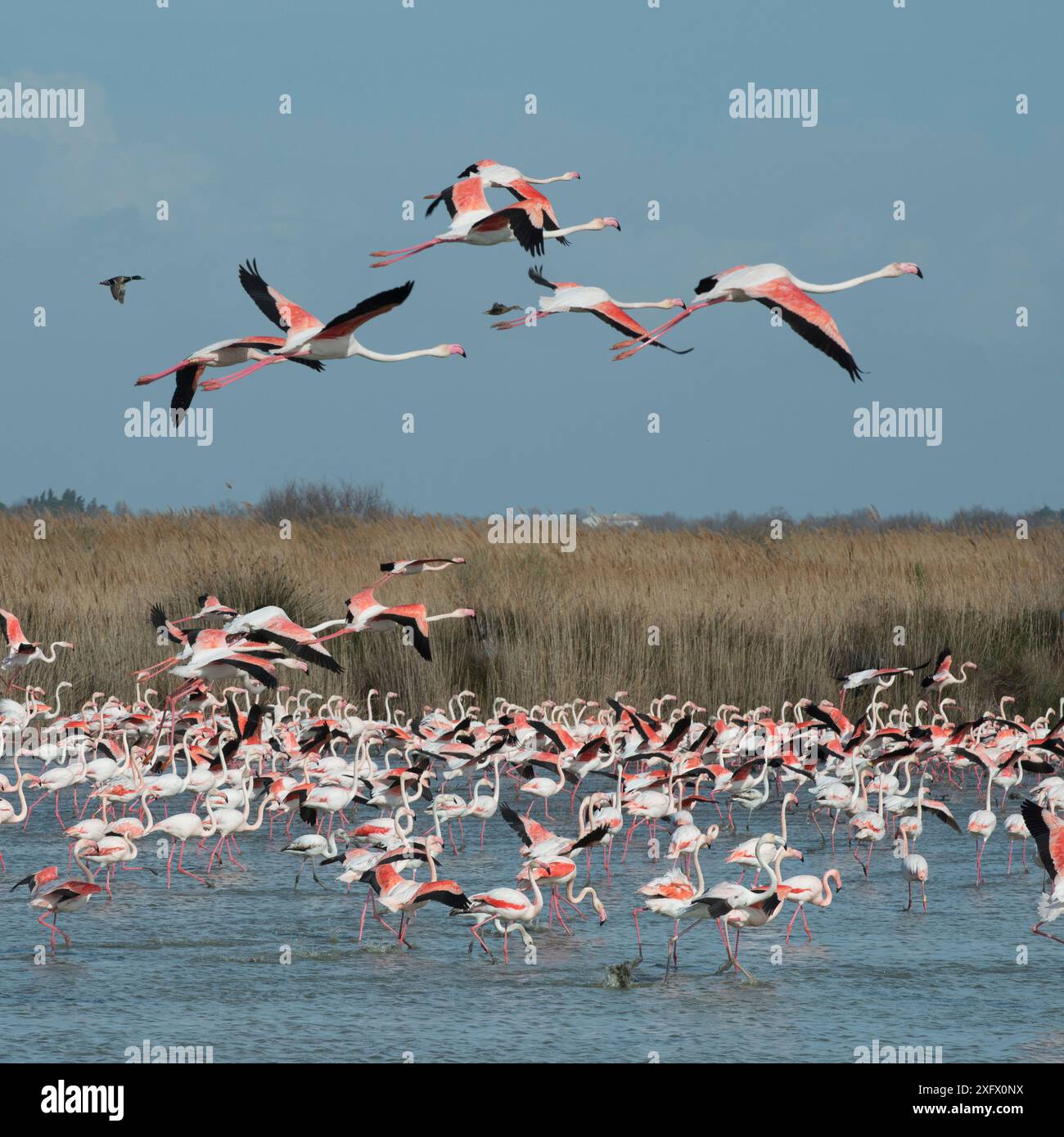 Grande fenicottero (Phoenicopterus roseus), parco ornitologico Pont de Gau, Camargue, Francia. Foto Stock