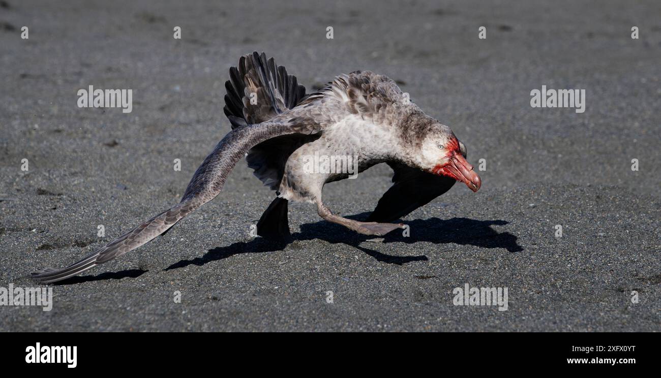 Petrel gigante del nord (Macronectes halli) che corre in aggressione con la faccia sanguinosa. St Andrews Bay, Georgia del Sud. Ottobre Foto Stock