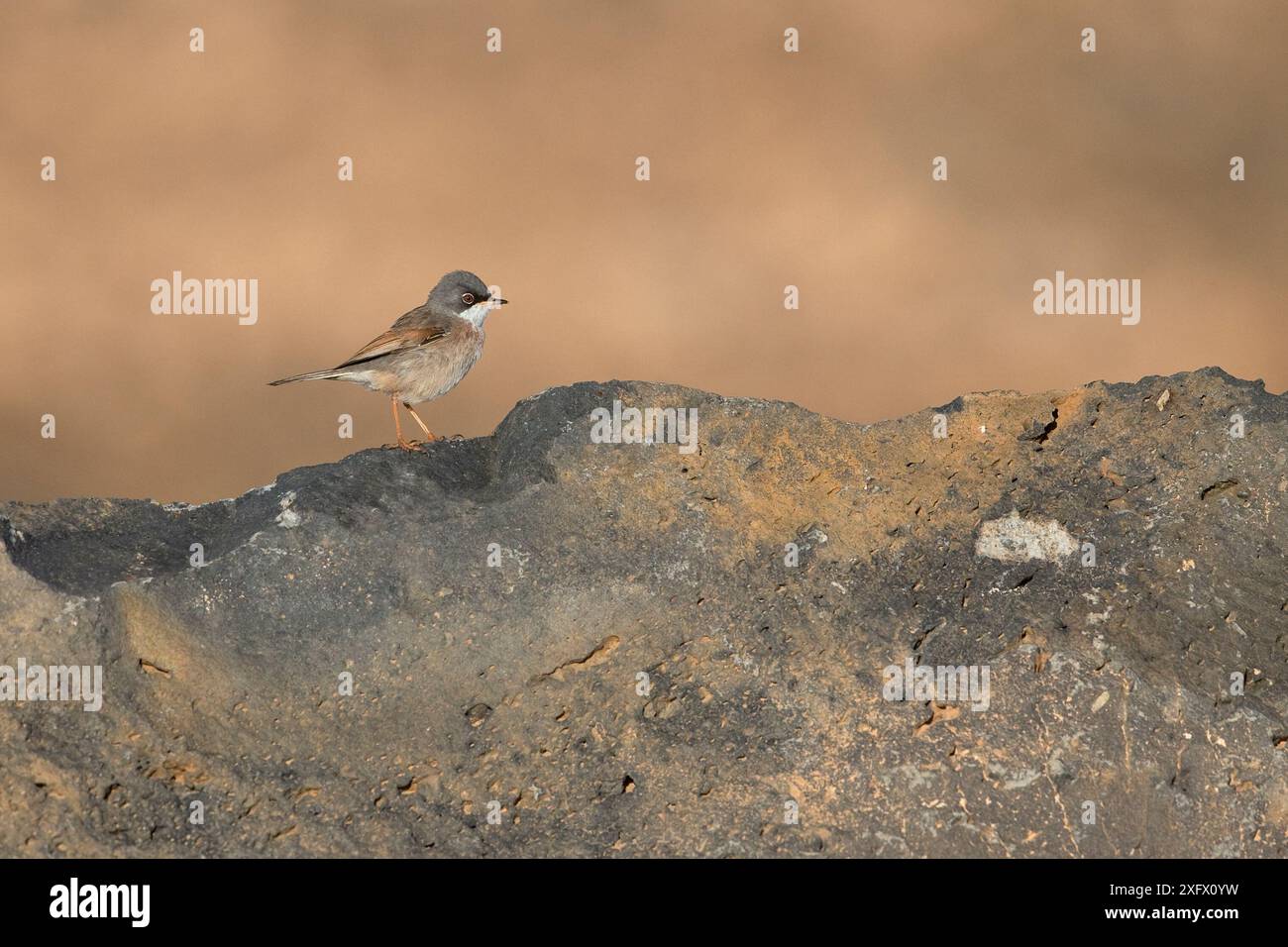 Warbler Spectacled (Sylvia conspicillata orbitalis) maschio, Fuerteventura, Isole Canarie, Spagna. Febbraio. Foto Stock