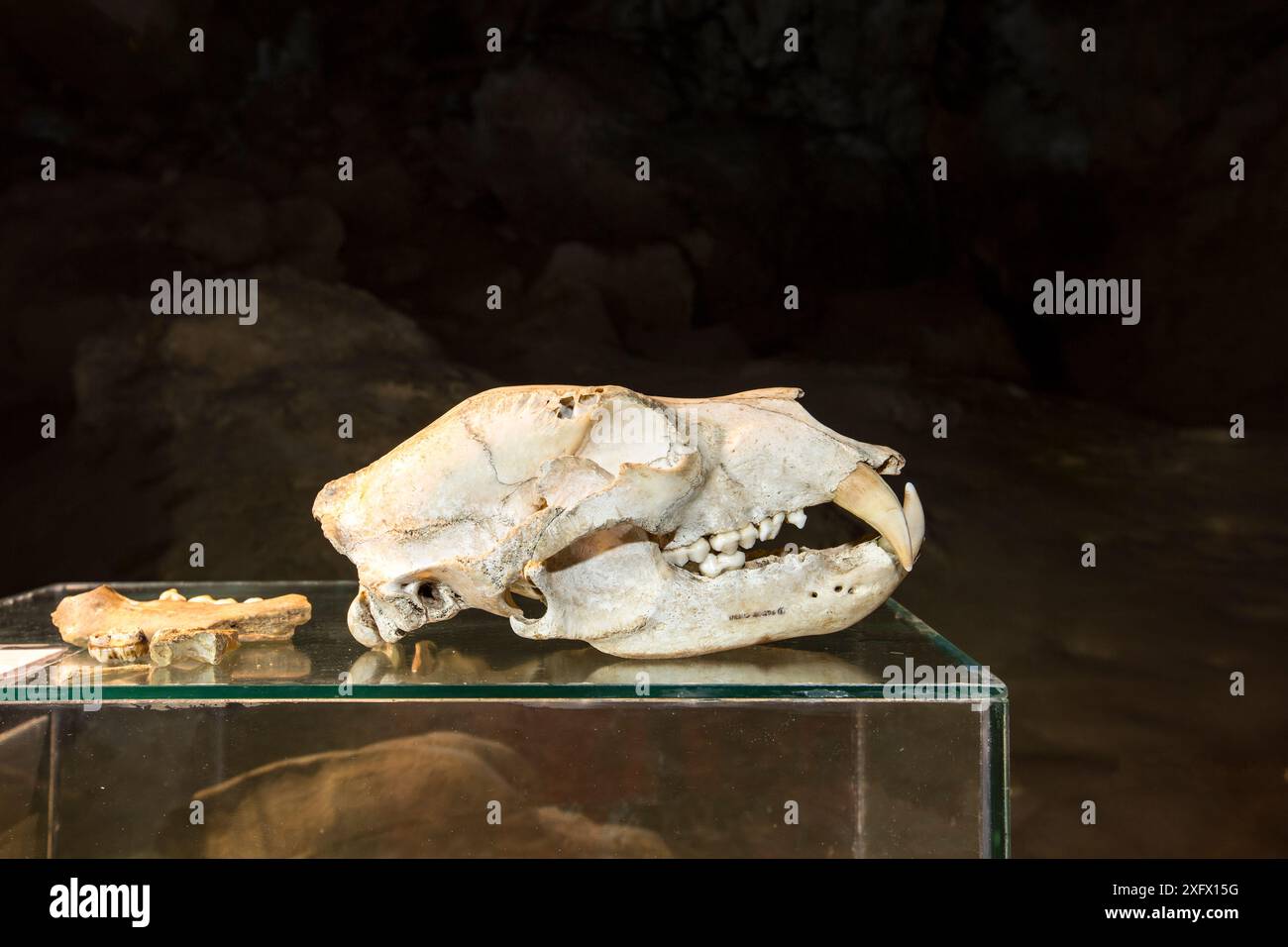 Cranio dell'orso estinto della grotta Gamssulzen (Ursus ingressus) che visse in Europa centrale durante il tardo pleistocene. Krizna Jama / grotta di Croce, Bloska Polica, Loz Valley, Slovenia. Foto Stock