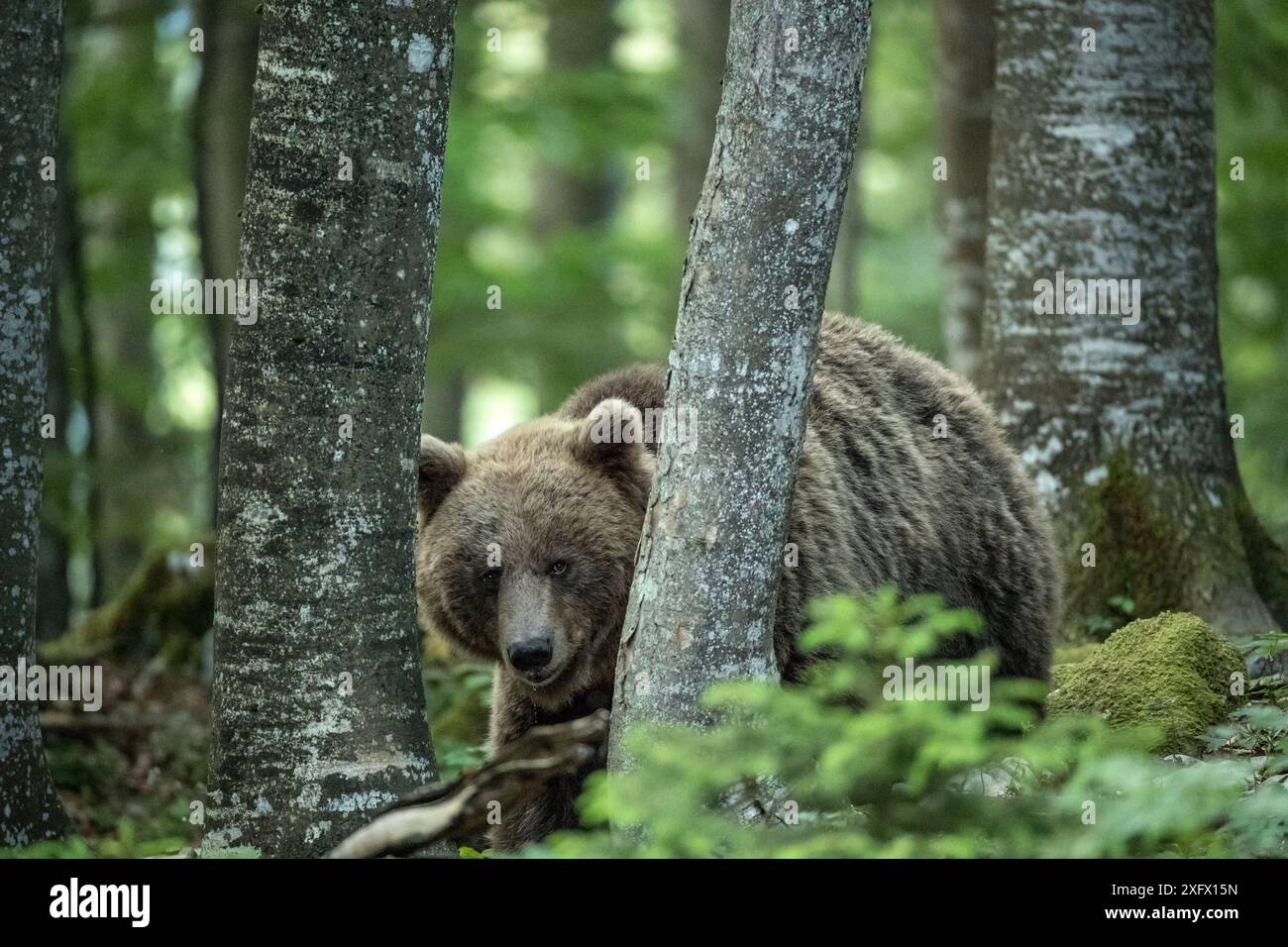 Orso bruno europeo (Ursus arctos) tra tronchi d'albero, foresta di Sneznik, Slovenia. Giugno. Foto Stock