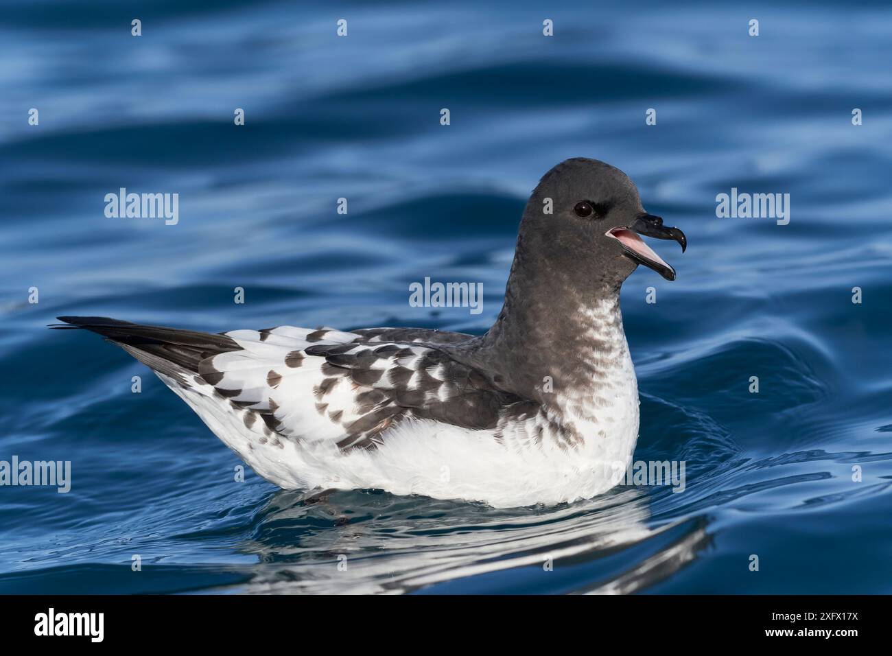 Capo petrel (Daption capense) a riposo sull'acqua, al largo della costa di Kaikoura. Kaikoura, Isola del Sud, nuova Zelanda. Maggio. Foto Stock