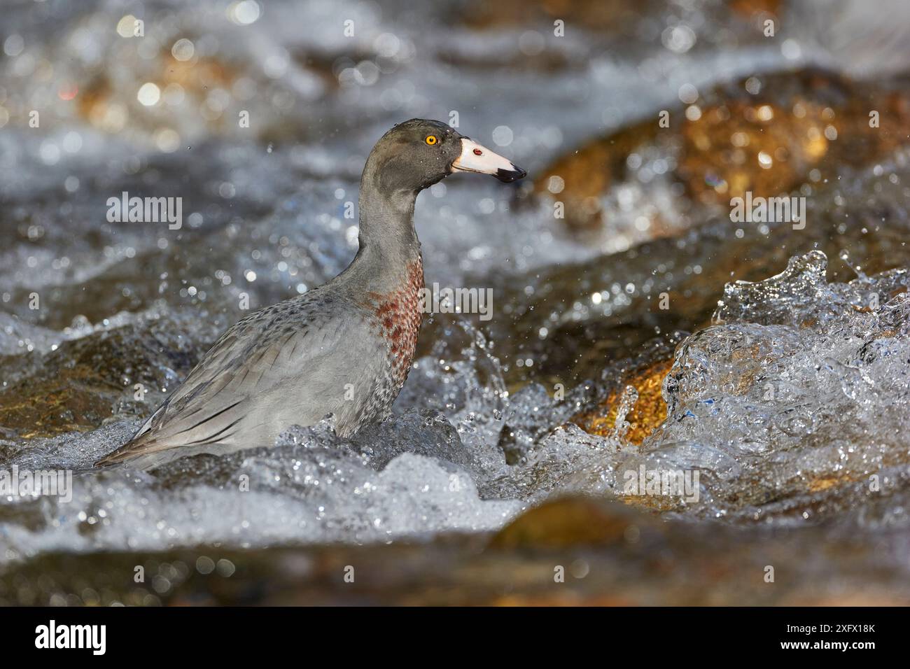Anatra azzurra della nuova Zelanda (Hymenolaimus malacorhynchos) che si nutre in acqua veloce/turbolenta. Hokitika, West Coast, South Island, nuova Zelanda. Settembre. Specie in pericolo. Foto Stock