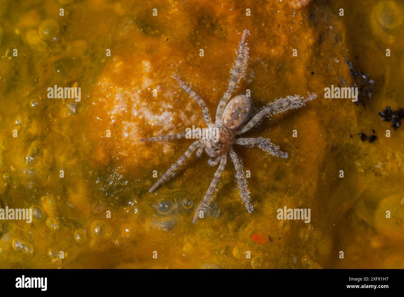 Wolf Spider, (Lycosidae) nella sorgente termale, su tappeto batterico, Yellowstone National Park, Wyoming, Stati Uniti, giugno. Foto Stock