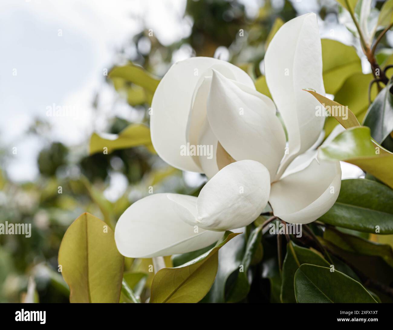 Magnolia grandiflora fiore bianco sull'albero nel parco da vicino Foto Stock