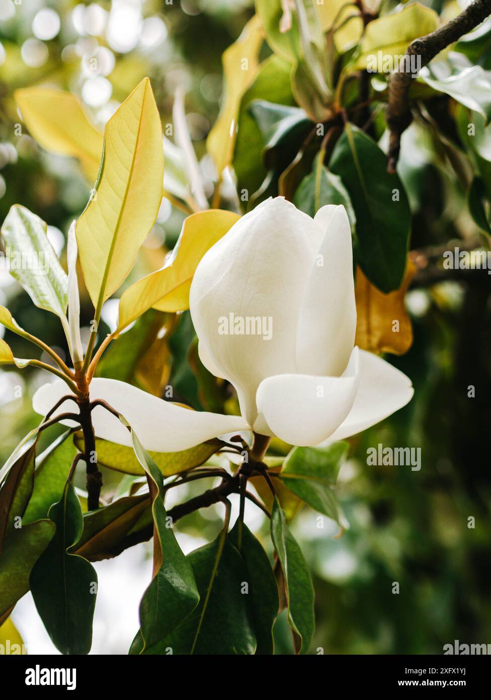 Magnolia grandiflora fiore bianco sull'albero nel parco da vicino Foto Stock