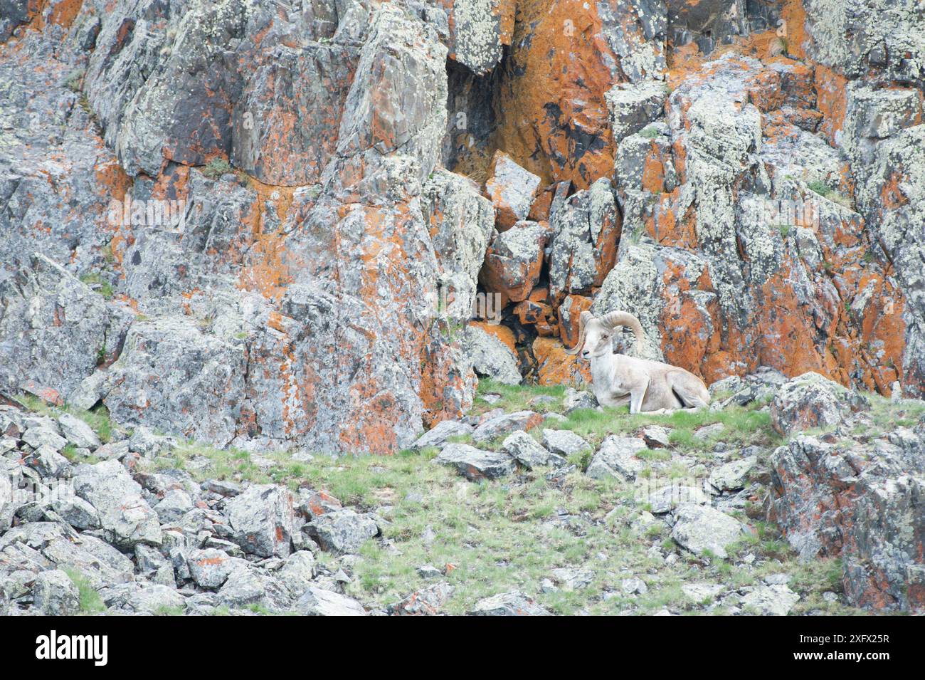 Pecore di Altai argali (Ovis ammon) Monti Altai, Mongolia. Giugno. Foto Stock