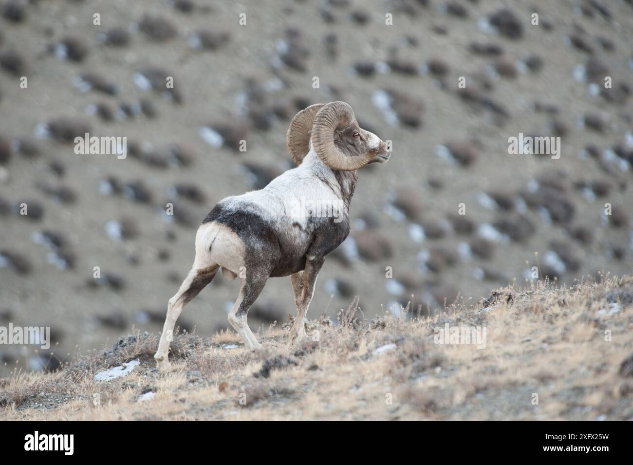 Pecore di Altai argali (Ovis ammon) Monti Altai, Mongolia. Ottobre. Foto Stock