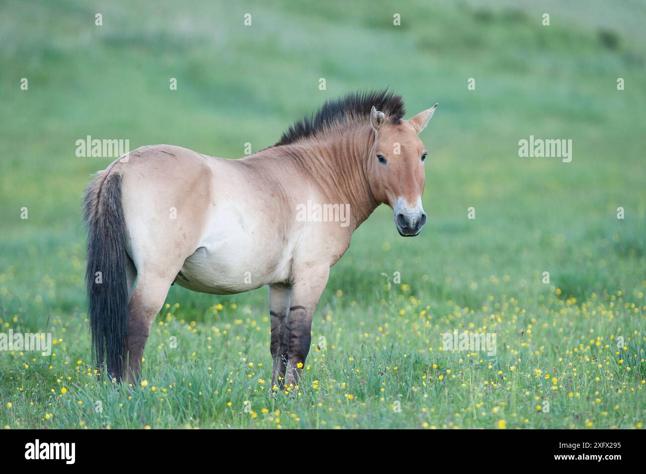 Cavallo di Przewalski (Equus ferus przewalski) Khustain Nuruu National Park, Mongolia. Giugno. Foto Stock