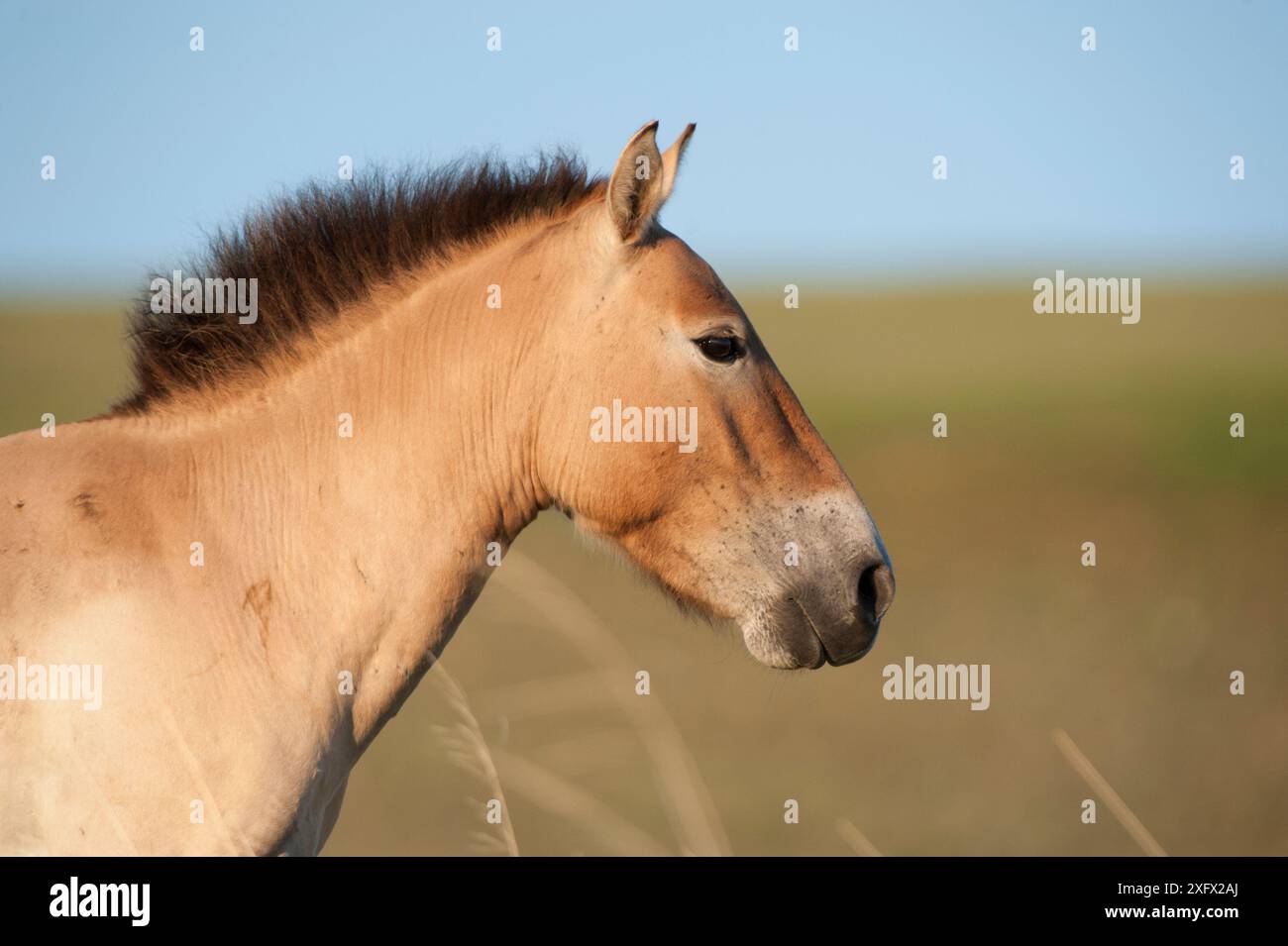 Cavallo Przewalski (Equus ferus przewalski) Parco Nazionale Khustain Nuruu, Mongolia. Giugno. Foto Stock