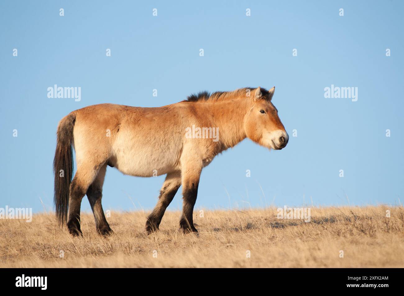 Cavallo Przewalski (Equus ferus przewalski) Parco Nazionale Khustain Nuruu, Mongolia. Marzo. Foto Stock