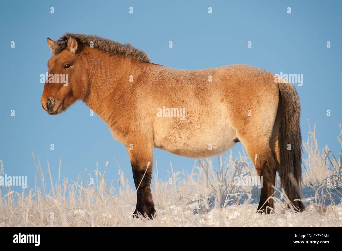 Cavallo di Przewalski (Equus ferus przewalski) Khustain Nuruu National Park, Mongolia. Dicembre. Foto Stock