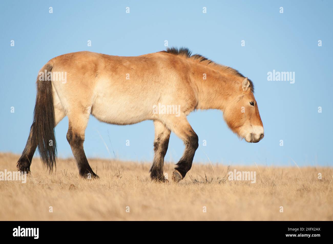 Cavallo Przewalski (Equus ferus przewalski) Parco Nazionale Khustain Nuruu, Mongolia. Marzo. Foto Stock