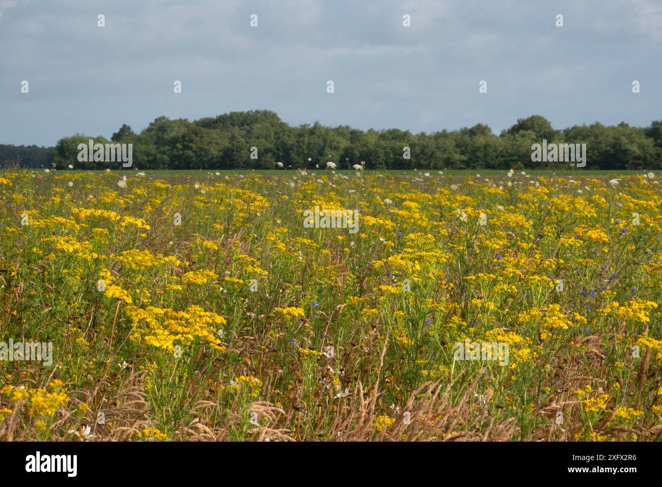 Un prato pieno di Ragwort, una pianta velenosa per il bestiame Foto Stock
