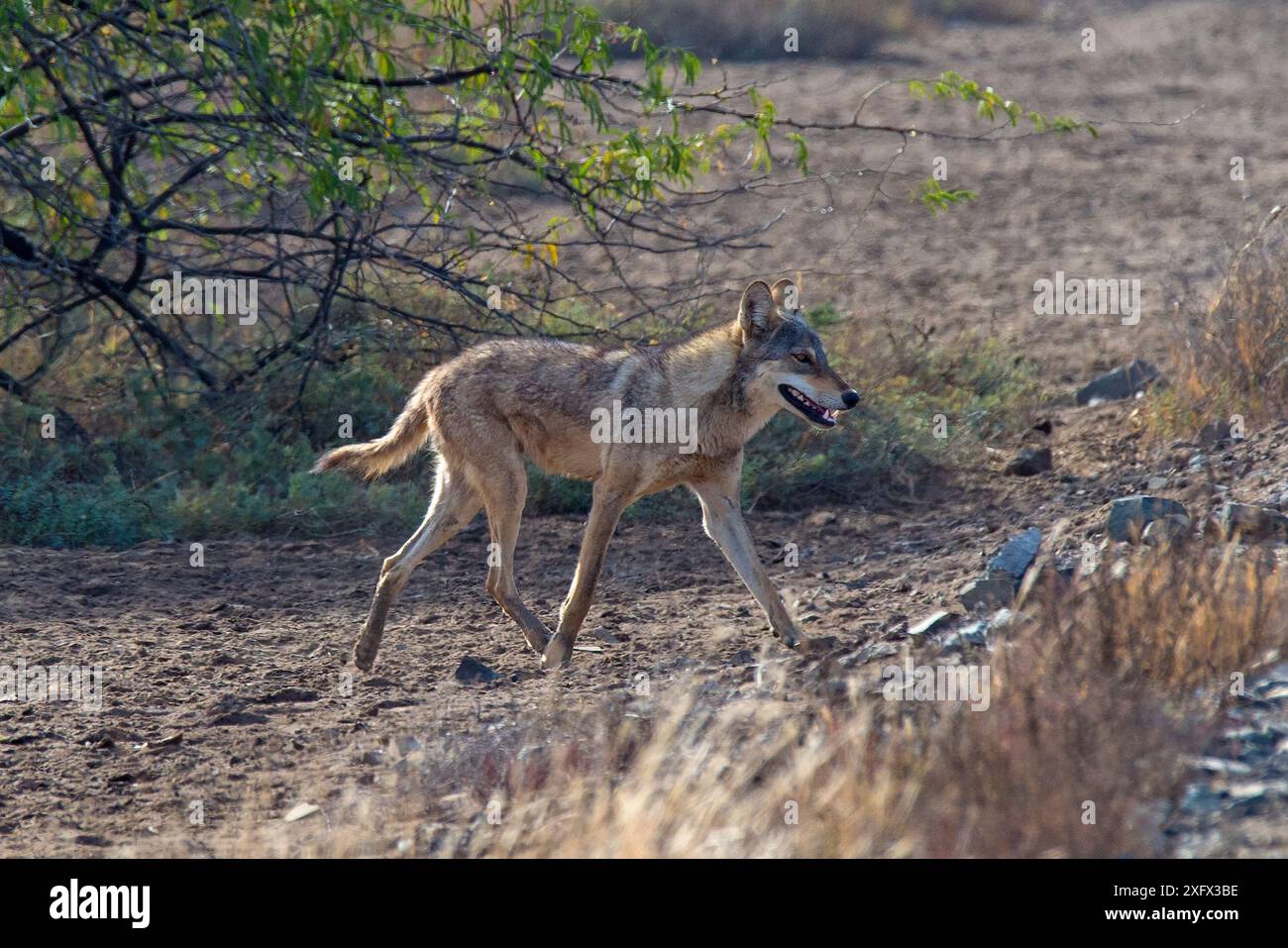 Lupo indiano (Canis lupus pallipes), camminando, Gujarat, India Foto Stock