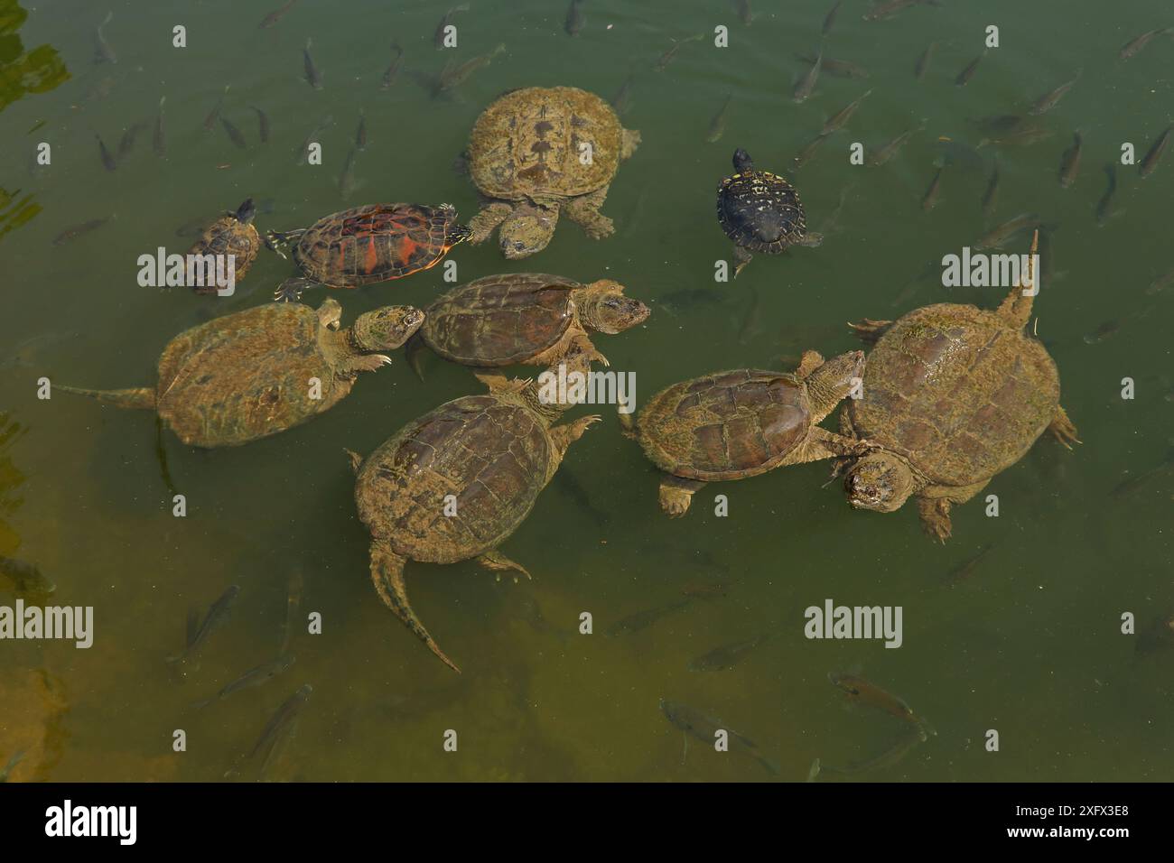 Tartarughe a scatto (Chelydra serpentina) con cursori dalle orecchie rosse (Pseudemys rubriventris) e River Cooter (Pseudemys concinna) e Bluegills (Lepomis macrochirus), Maryland, USA, giugno. Foto Stock