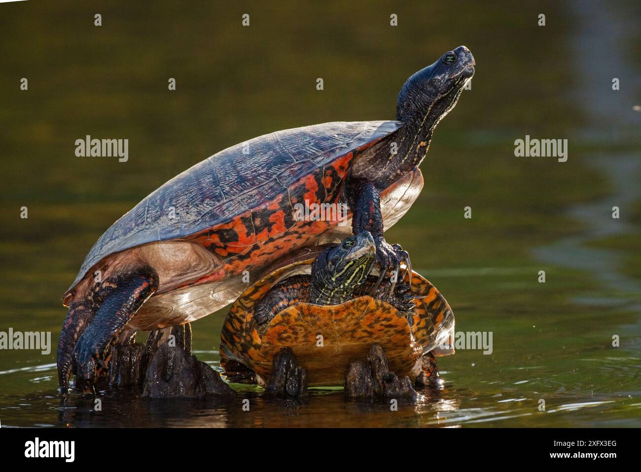 Tartaruga rossa del nord (Pseudemys rubriventris), Maryland, Stati Uniti. Maggio. Foto Stock