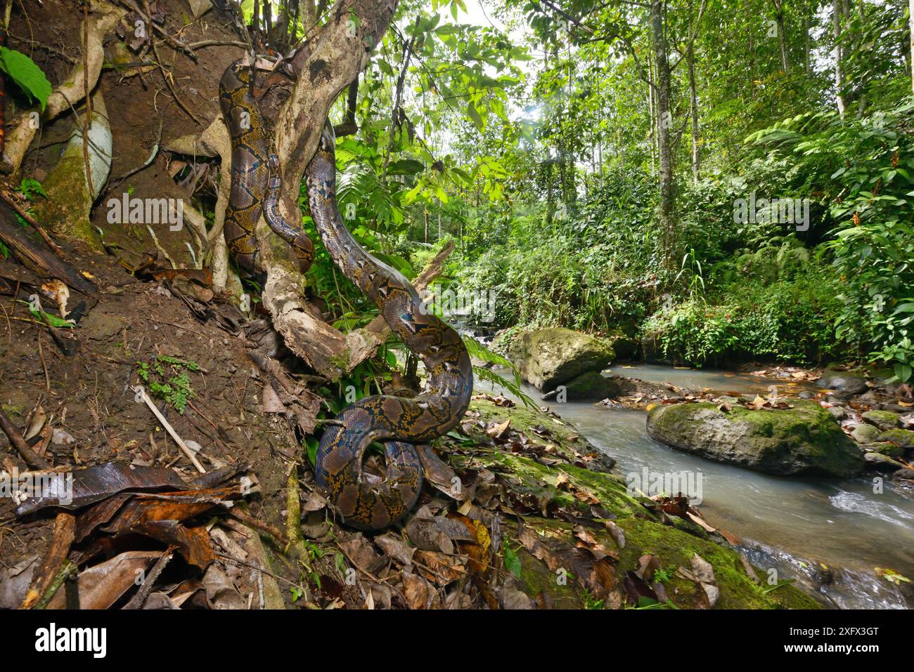 Pitone reticolato (Malayopython reticulatus) Sulawesi. Foto Stock