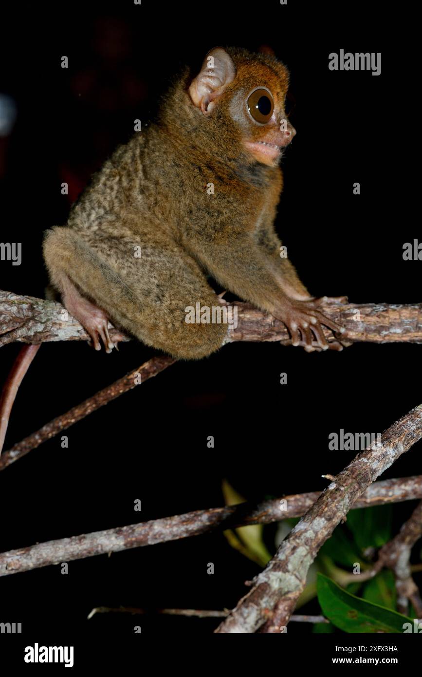 Horsfield&#39;Tarsier / Western Tarsier ( Tarsius bancanus ssp. Saltatore) Belitung Island, Sumatra, Indonesia. Endemico. Foto Stock