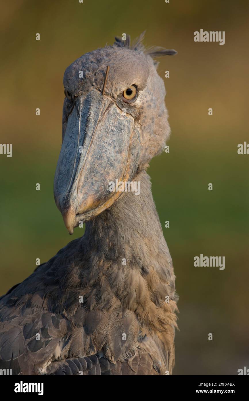 Shoebill (Balaeniceps rex) Ritratto, palude di Bengweulu, Zambia Foto Stock