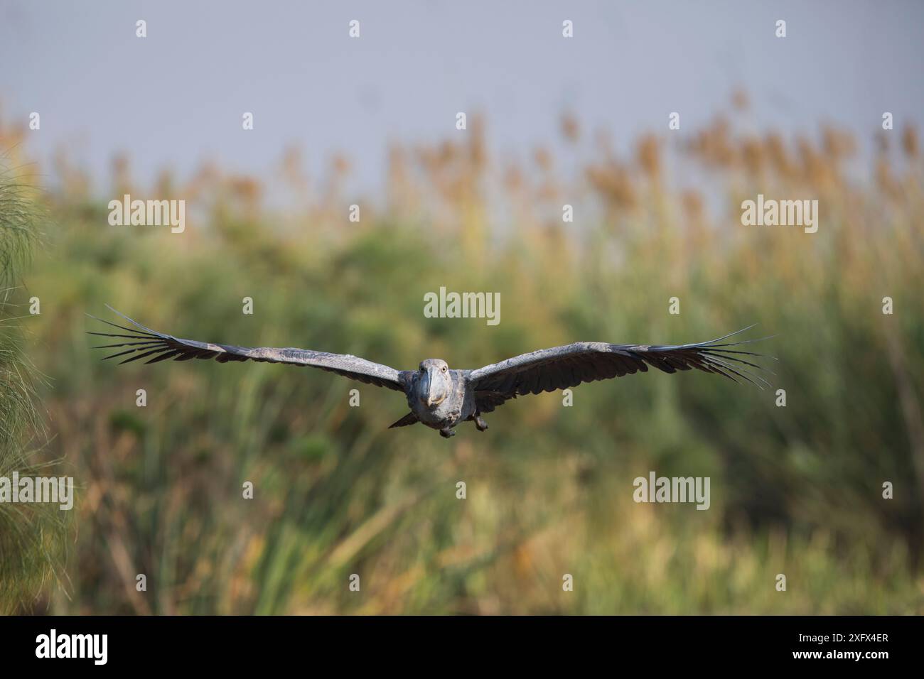 Shoebill (Balaeniceps rex) in volo, Bengweulu Swamp, Zambia Foto Stock