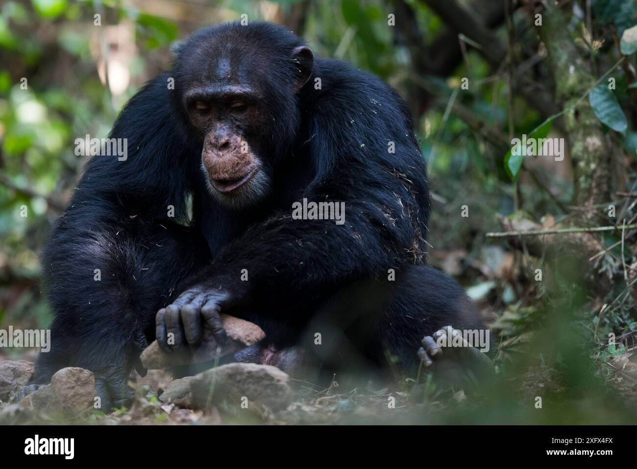 Scimpanzé (Pan troglodytes verus) maschio adulto "Jeje", che utilizza pietre come strumenti per rompere le palme aperte. Bossou, Repubblica di Guinea. Foto Stock