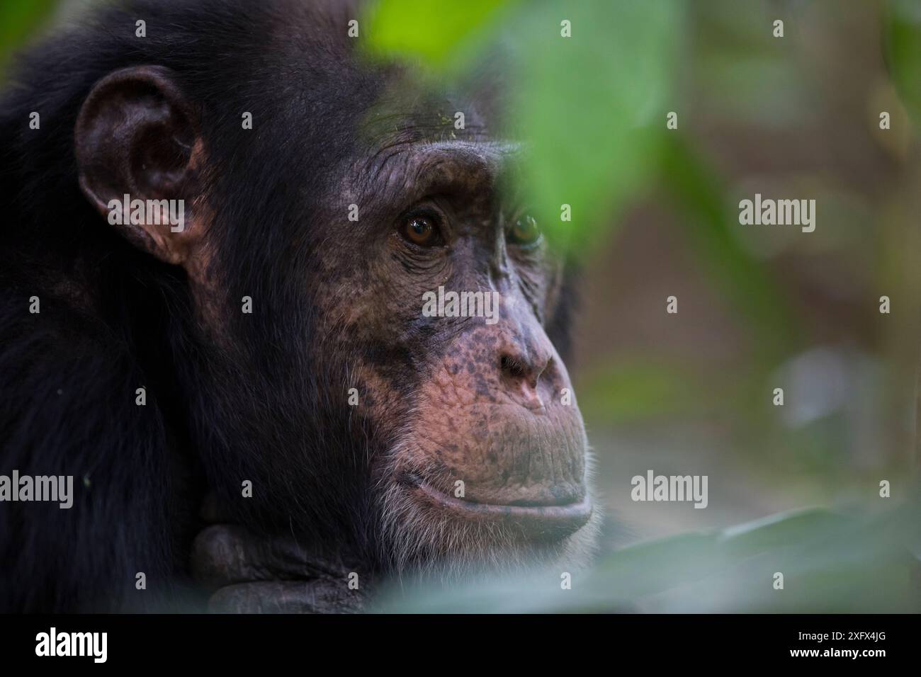 Scimpanzé (Pan troglodytes verus) "Jeje" maschio adulto, Bossou, Repubblica di Guinea Foto Stock