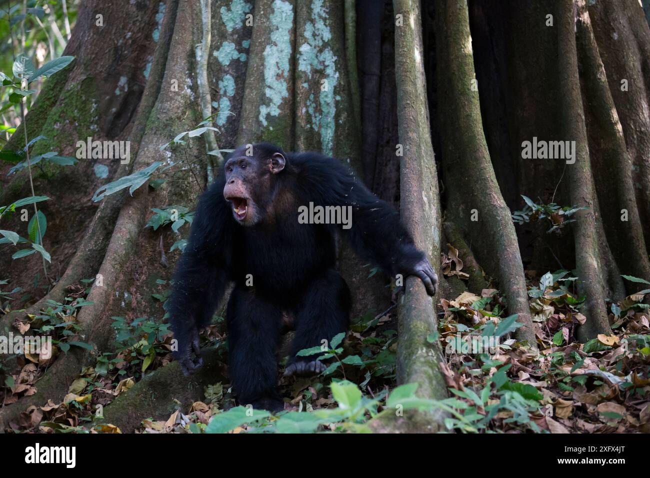 Scimpanzé (Pan troglodytes verus) "Jeje" adulto maschio in mostra poco prima di battersi sul contrafforto di un albero. Bossou, Repubblica di Guinea Foto Stock