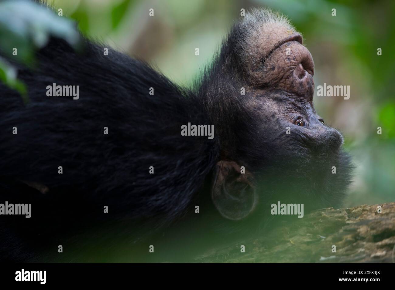 Scimpanzé (Pan troglodytes verus) "Jeje" adulto maschio a riposo. Bossou, Repubblica di Guinea. Foto Stock