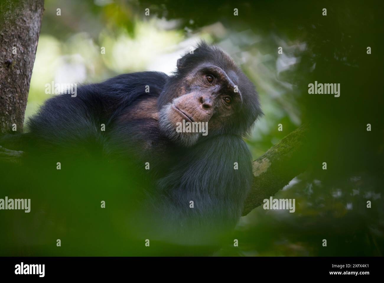 Scimpanzé (Pan troglodytes verus) "Jeje" maschio adulto, Bossou, Repubblica di Guinea. Foto Stock