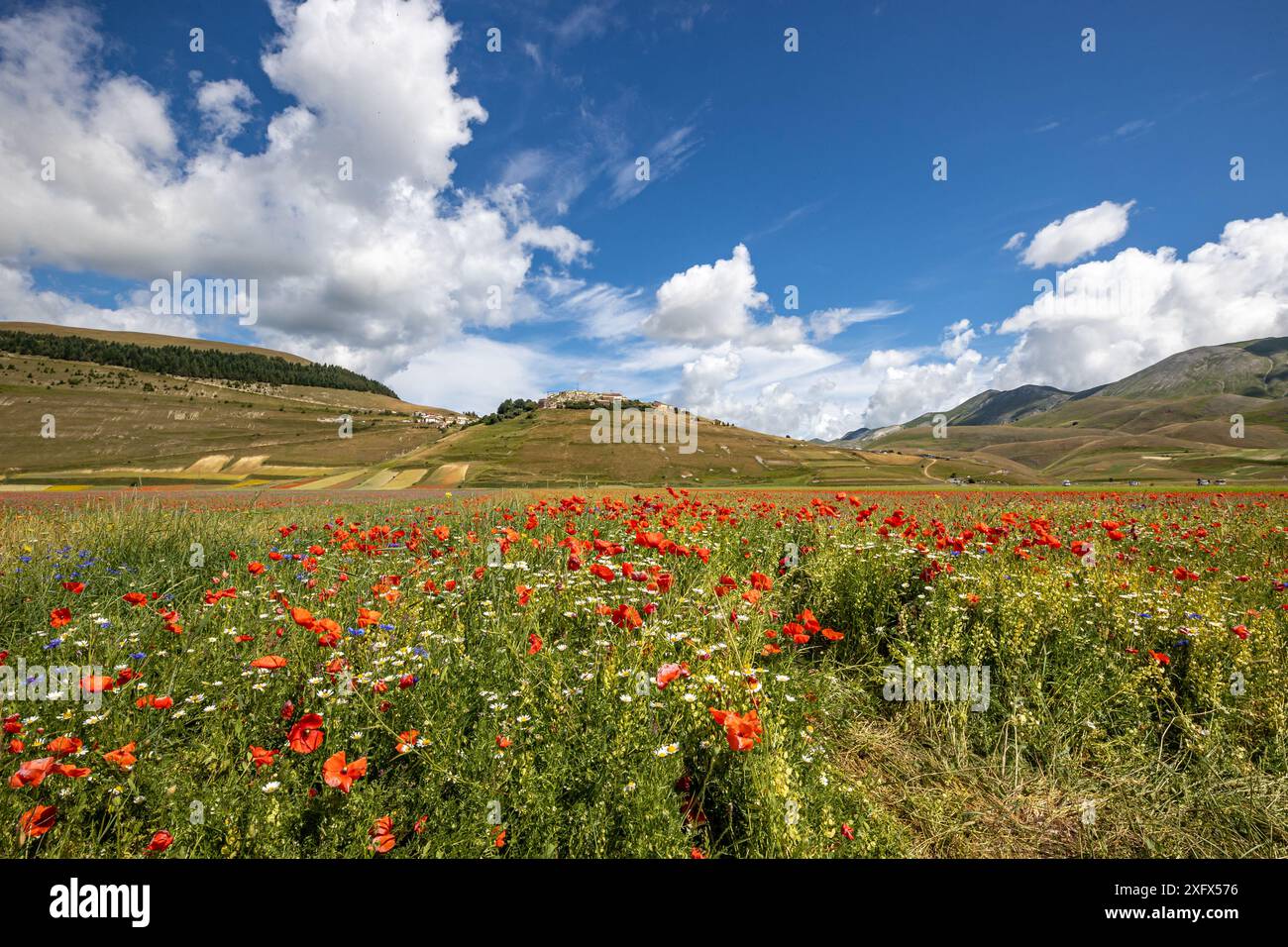 Italia, Umbria, Monti Sibillini, Castelluccio di Norcia, fioritura nei campi di lenticchie Foto Stock