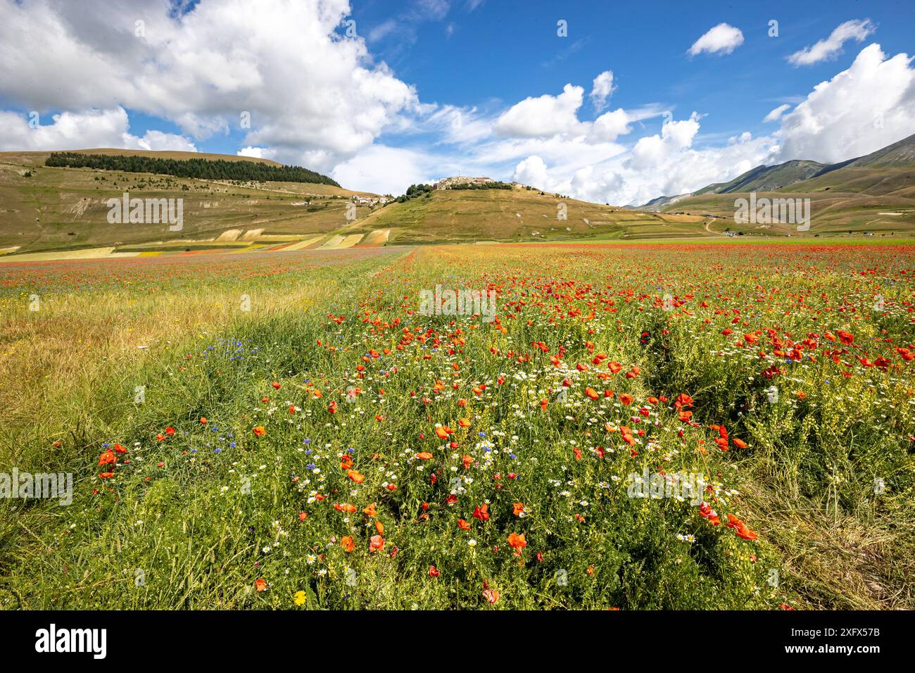 Italia, Umbria, Monti Sibillini, Castelluccio di Norcia, fioritura nei campi di lenticchie Foto Stock