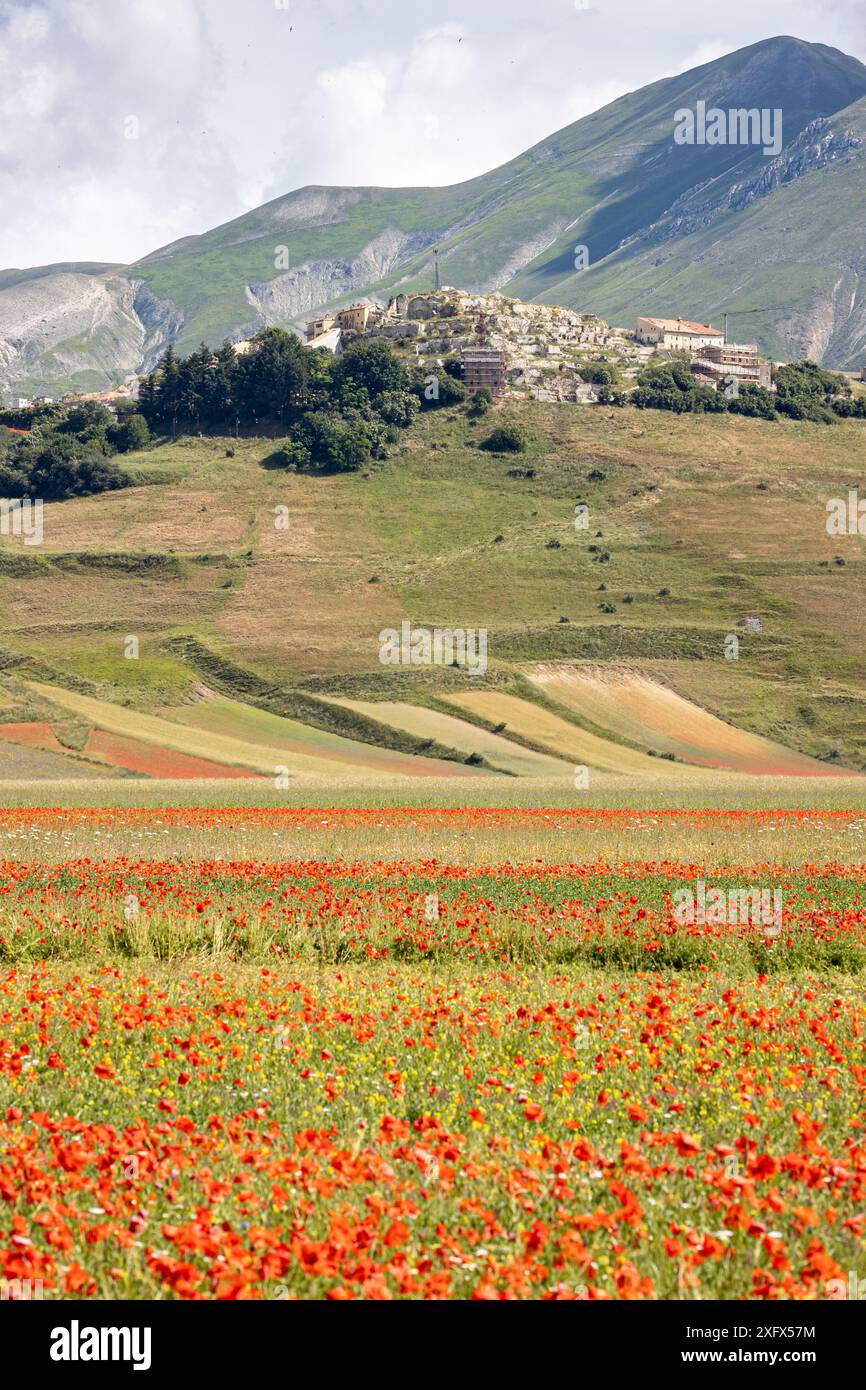 Italia, Umbria, Monti Sibillini, Castelluccio di Norcia, fioritura nei campi di lenticchie Foto Stock