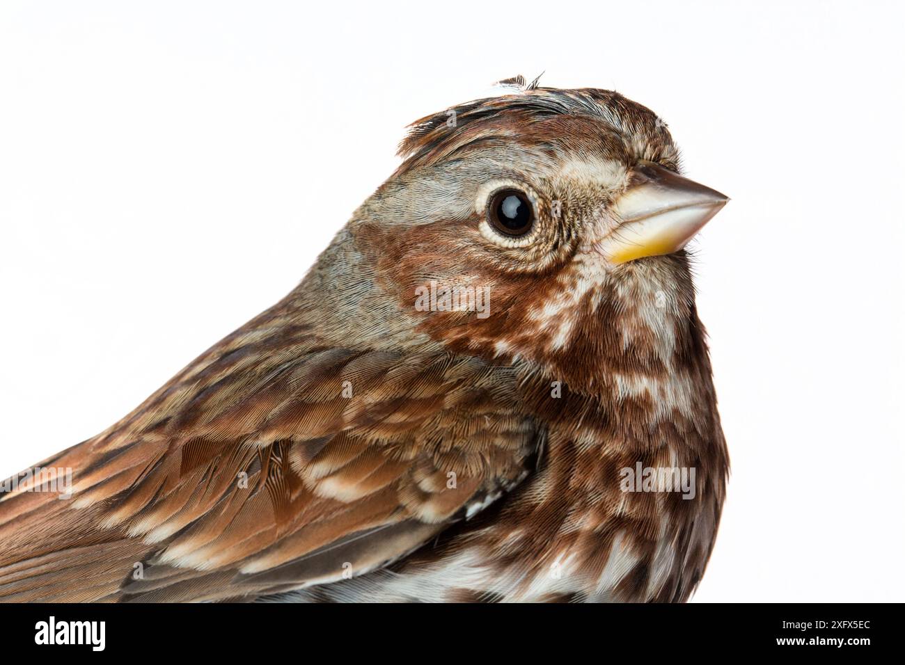 Ritratto di un passero di volpe (Passerella iliaca) con sfondo bianco, Block Island, Rhode Island, USA. Uccello catturato durante la ricerca scientifica. Foto Stock